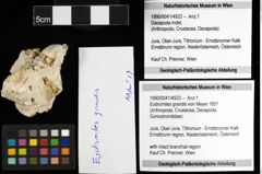 Foto (Objekt + Etiketten) von Eodromites grandis (von Meyer 1857) 
